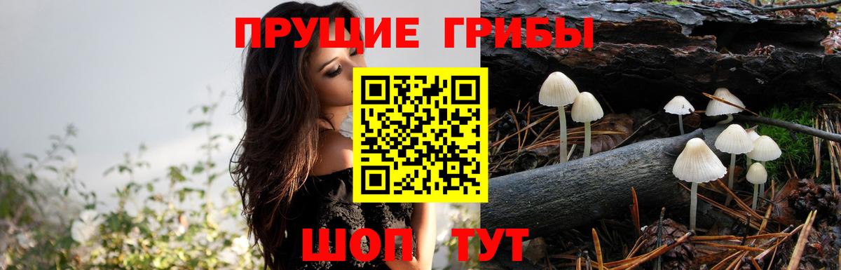 Архангельск  Галлюциногенные грибы прущие грибы  Вход с VPN  Псилоцибиновые грибы мицелий 